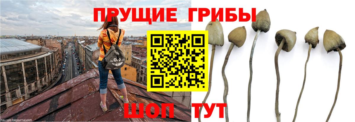 купить  сайты  Псилоцибиновые грибы Psilocybe  Вход с VPN  Лангепас 